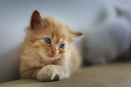 shallow focus photography of orange Tabby kitten thumbnail