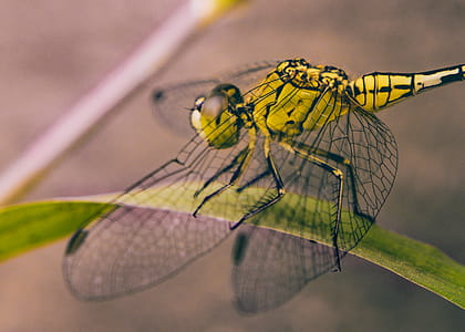 Close-up Photography of Dragonfly thumbnail