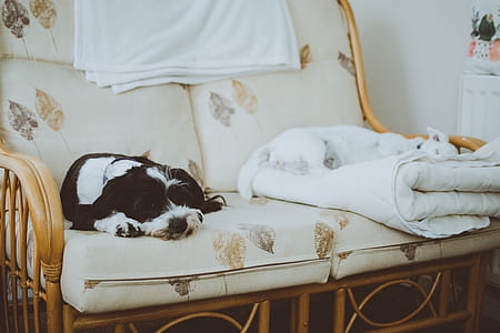 White and Black Dogs Lying on White Loveseat thumbnail