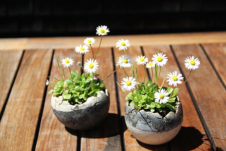 two daisy flowers on table thumbnail