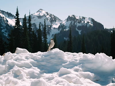 bird on snowfield thumbnail