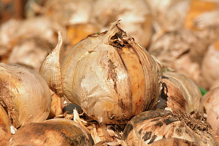 closed up photo of garlic lot thumbnail