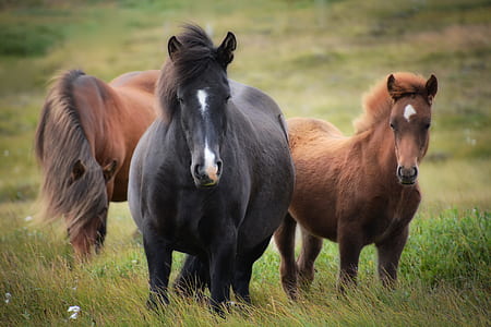 shallow focus photography of black horse between two brown horses on green grass field thumbnail