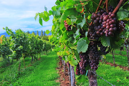 grapes farm thumbnail