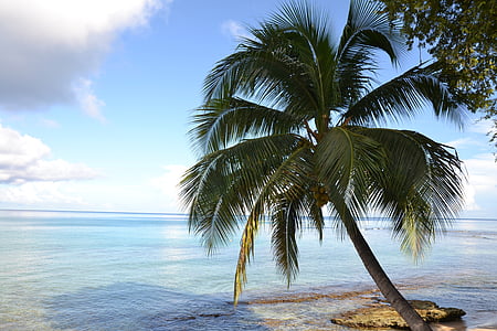 coconut tree near body of water thumbnail
