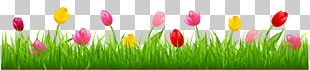 Parrot Tulips Flower , Grass with Colorful Tulips , tulips illustration PNG clipart