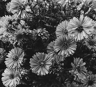 grayscale photography of flowers on bloom thumbnail