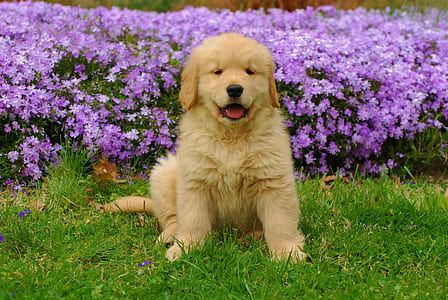 light golden retriever puppy near leadwort flowers thumbnail
