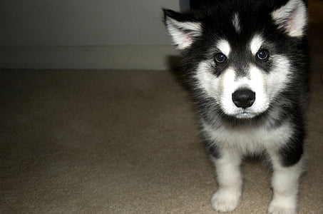 white and black Siberian husky puppy thumbnail