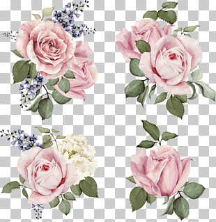 Rose Stock illustration Flower Illustration, Hand-painted roses, four pink rose clusters PNG clipart