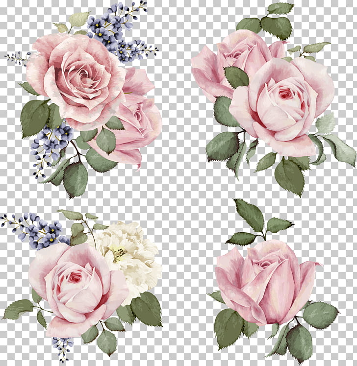 Rose Stock illustration Flower Illustration, Hand-painted roses, four pink rose clusters PNG clipart