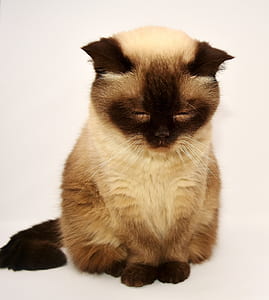 Siamese cat thumbnail
