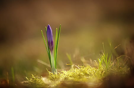 selective focus photography of purple crocus flower thumbnail