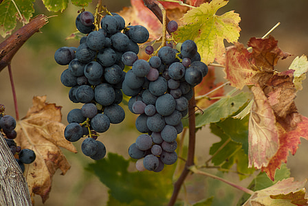 grape, cluster, harvest, vineyard, bunch of grapes, vine thumbnail