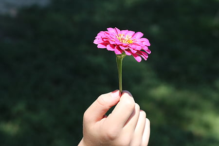 pink petal flower thumbnail