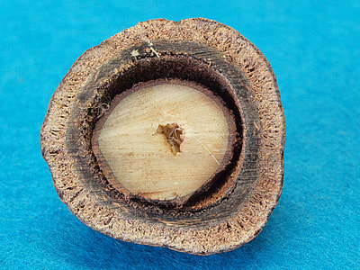 Halved Stone Fruit, Hyphaene Petersiana thumbnail