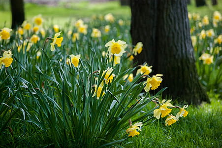Yellow Petaled Flowers on Grass Beside Trees thumbnail