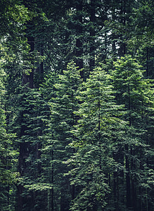 aerial photo green leafed trees thumbnail