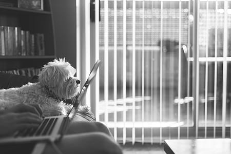 grayscale photo of poodle on top of bed beside laptop facing right thumbnail