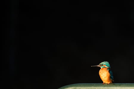 blue and orange bird thumbnail