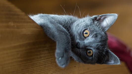 gray kitten on brown wooden panel thumbnail