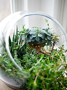 succulent plants in glass terrarium thumbnail