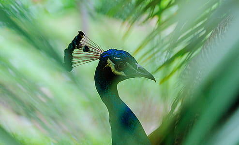 Close-Up Photography of Peacock thumbnail