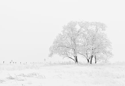 White and Black Tree Illustration thumbnail