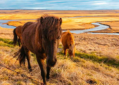two brown horses on top of green grass thumbnail