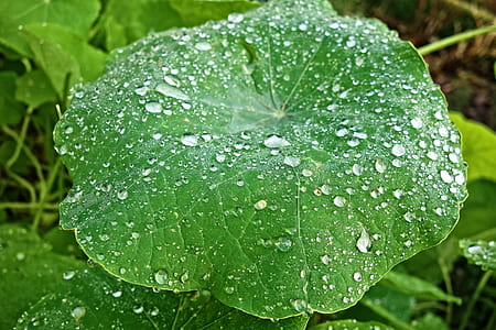 close-up photography of water drops on green leafed plant thumbnail