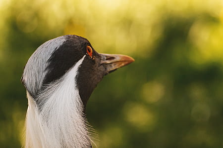 Detail head of a bird seen from behind thumbnail