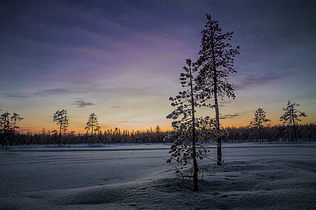 photo of trees covered on snow during twilight thumbnail