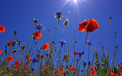 red clustered flower under blue sky thumbnail