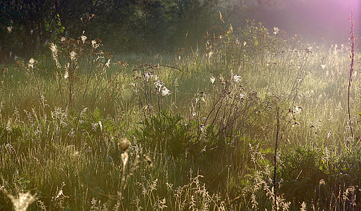 photo of green grass during daytime thumbnail