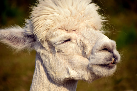 selective focus photography of llama thumbnail