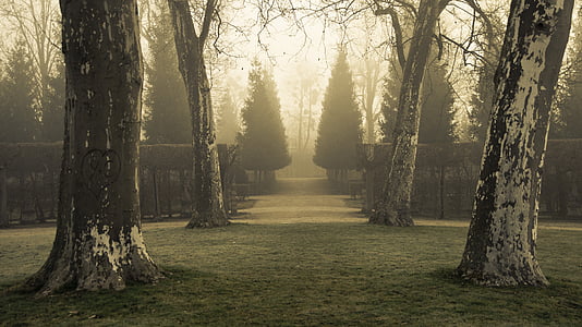 brown trees near pathway during daytime thumbnail