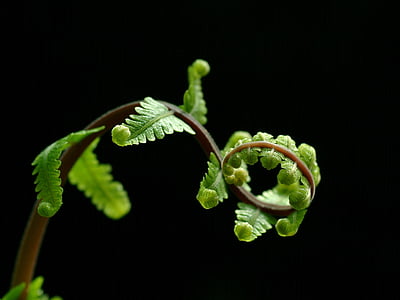 selective-focus photography of green fern plant thumbnail