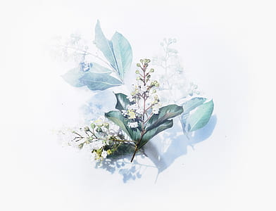 white flowers illustration thumbnail