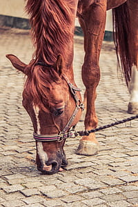 brown and white horse eating off concrete panel thumbnail