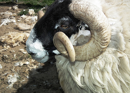 shallow focus photography of ram goat thumbnail