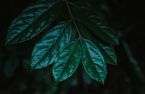 green leaf plant in closeup photography thumbnail