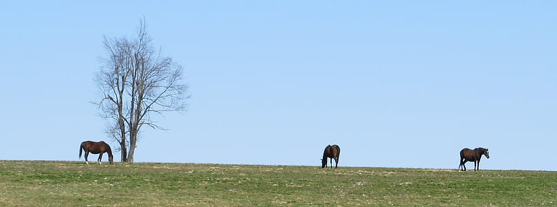 three brown horses in field thumbnail