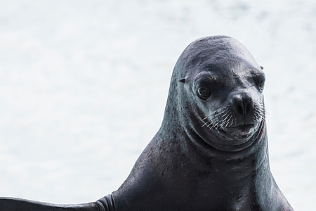 black sea lion thumbnail