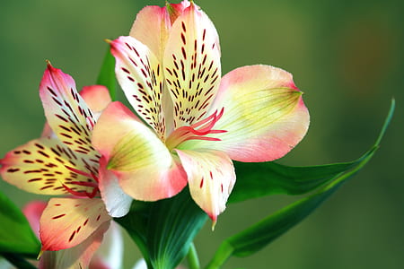 close-up photograph of two flowers thumbnail