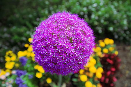 close-up photo of purple Allium giganteum flower thumbnail