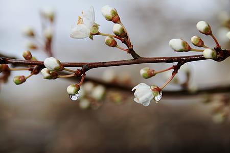 selective focus photography of cherry blossoms thumbnail