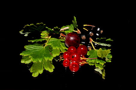 close up photo of red currant in black background thumbnail