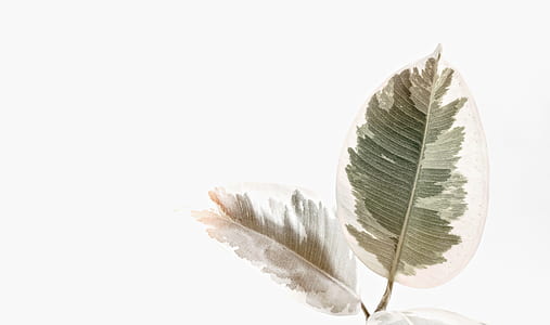 two green leaves paintings thumbnail