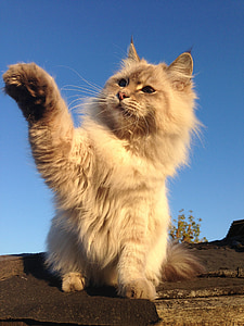 close-up photography of long-fur brown cat during daytime thumbnail