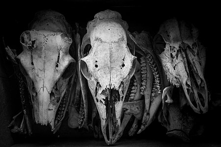 white skull decors thumbnail